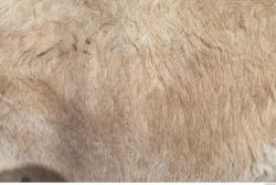 Photo Textures of Animals Skin